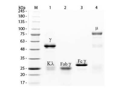SDS-PAGE: Rabbit IgG Isotype Control [NBP1-97041]